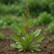 Sheep sorrel