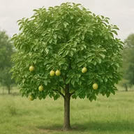 Shipova (pear × rowan)
