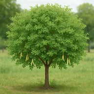 Siberian pea tree