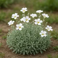 Snow-in-summer (Cerastium tomentosum)