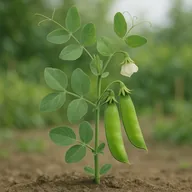 Snow peas