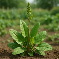 Sorrel