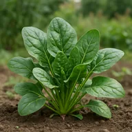 Spinach