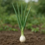 Spring onion / scallion