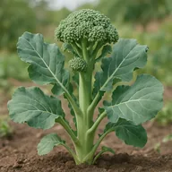 Sprouting broccoli