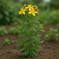 St John's wort