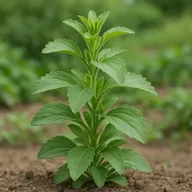 Stevia