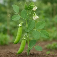 Sugar snap peas