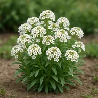 Sweet alyssum