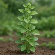 Sweet marjoram