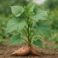 Sweet potato