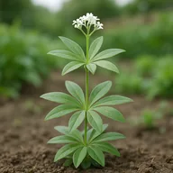 Sweet woodruff