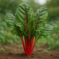 Swiss chard