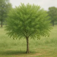 Tamarisk