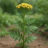 Tansy (Tanacetum vulgare)