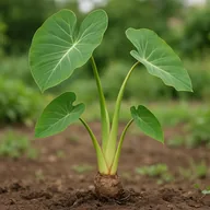 Taro