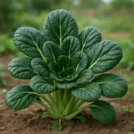Tatsoi