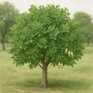 Texas mountain laurel