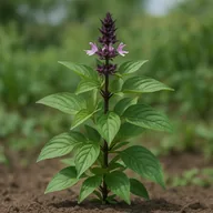Thai basil