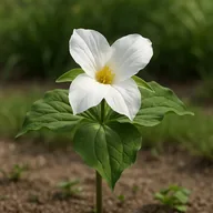 Trillium