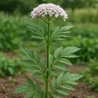 Valerian
