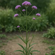 Verbena bonariensis