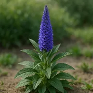 Veronica / speedwell