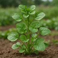 Watercress