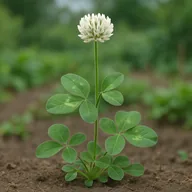 White clover