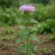 Wild bergamot (Monarda fistulosa)