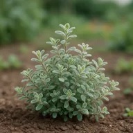 Woolly thyme