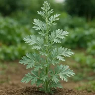 Wormwood (Artemisia absinthium)