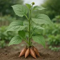 Yacon