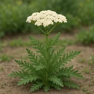 Yarrow