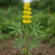 Yellow lupin